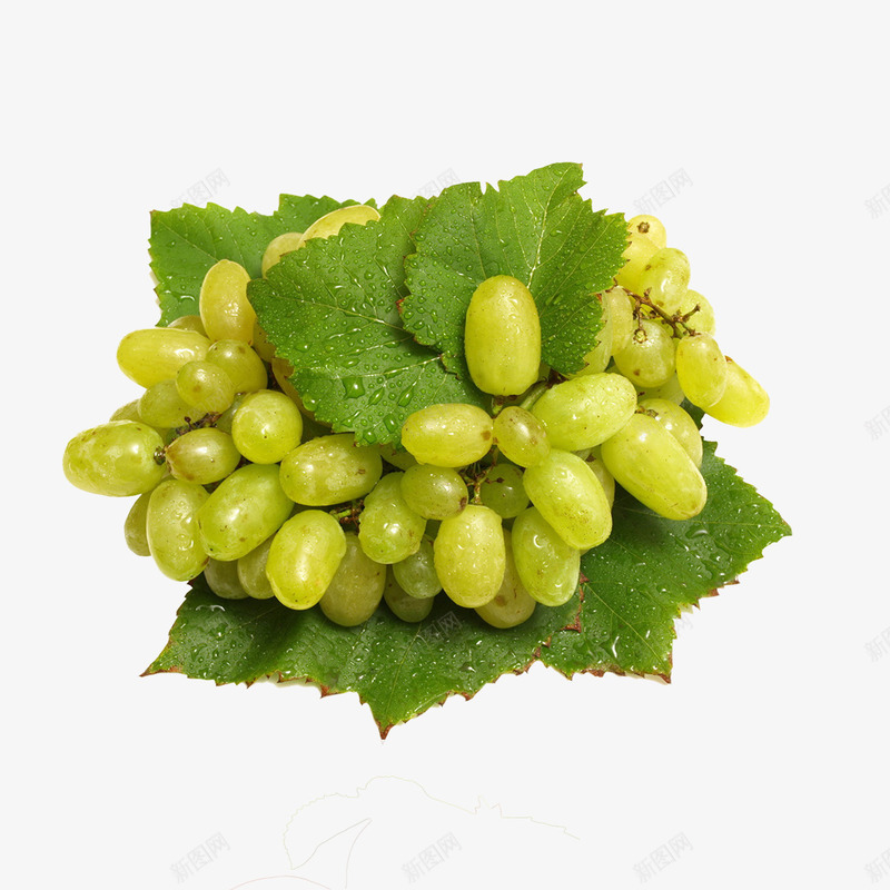 青提子png免抠素材_88icon https://88icon.com 提子 摄影 摘葡萄 新鲜提子 新鲜葡萄 有机葡萄 水果 水果蔬菜 水果高清图 葡萄 葡萄上市 葡萄园 葡萄庄园 葡萄批 葡萄红酒 葡萄节开幕 葡萄采摘 葡萄采摘园 葡萄采摘节 采摘葡萄 青提子 青葡萄