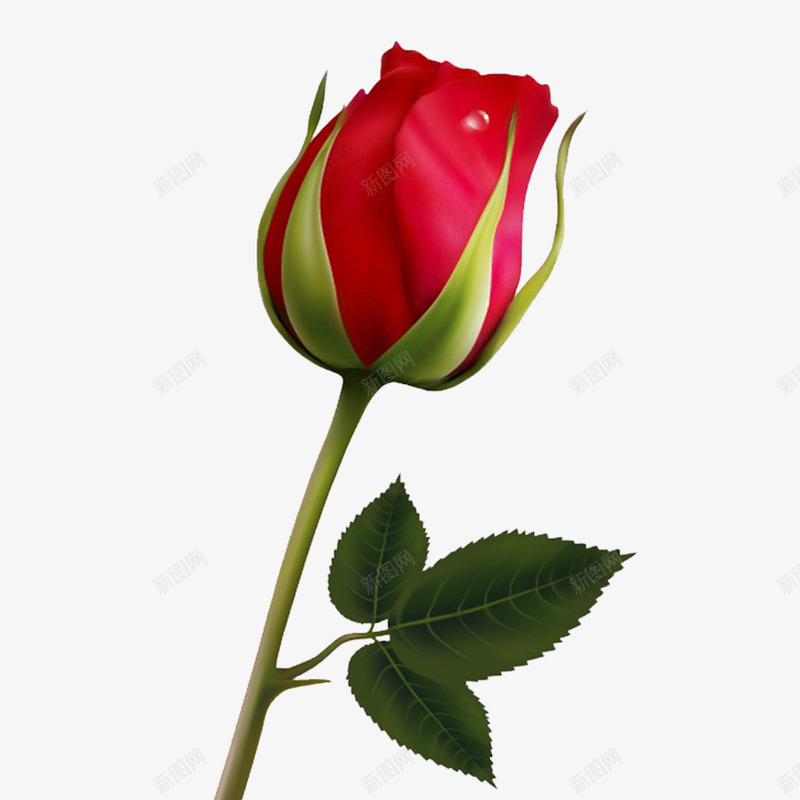一朵花骨朵png免抠素材_88icon https://88icon.com 3D玫瑰 一朵玫瑰花 好看的 粉红色 美丽的 花朵 花瓣