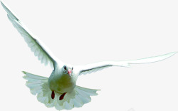 白色飞翔飞鸟展翅平衡素材