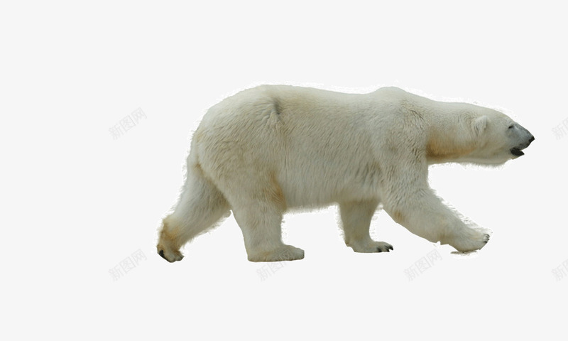 北极熊png免抠素材_88icon https://88icon.com 动物 北极熊 爬行动物 狗熊 生物 白色