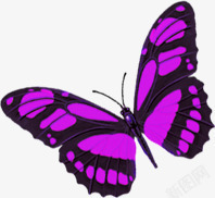 手绘紫色春季蝴蝶素材