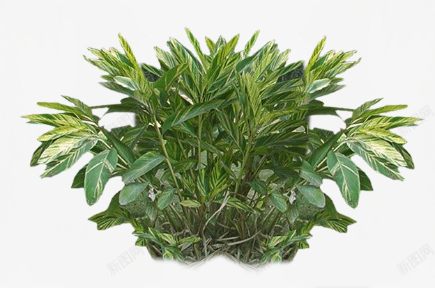 花圃花坛园艺png免抠素材_88icon https://88icon.com 绿化 自然 花草