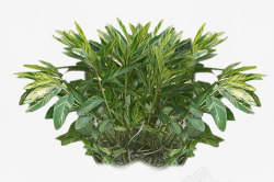 花圃花坛园艺素材