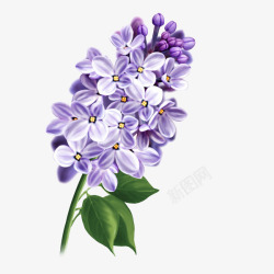 丁香花手绘唯美紫丁香植物插画高清图片