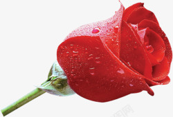 鲜艳带露珠红色玫瑰花素材