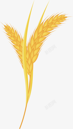 麦子好吃金黄色矢量图素材