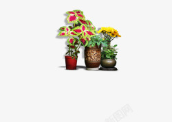 带花瓶的植物盆栽花园文艺素材