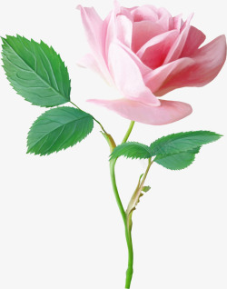 透明背景粉色玫瑰花素材