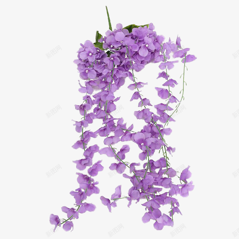 紫罗兰花朵png免抠素材_88icon https://88icon.com 实物 紫罗兰 紫色花朵 花