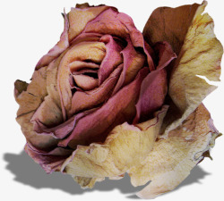 枯萎的玫瑰枯萎的玫瑰高清图片