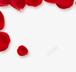 红色情人节玫瑰花瓣素材