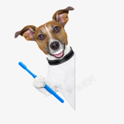 刷牙用具蓝色牙刷被宠物小狗拿着高清图片