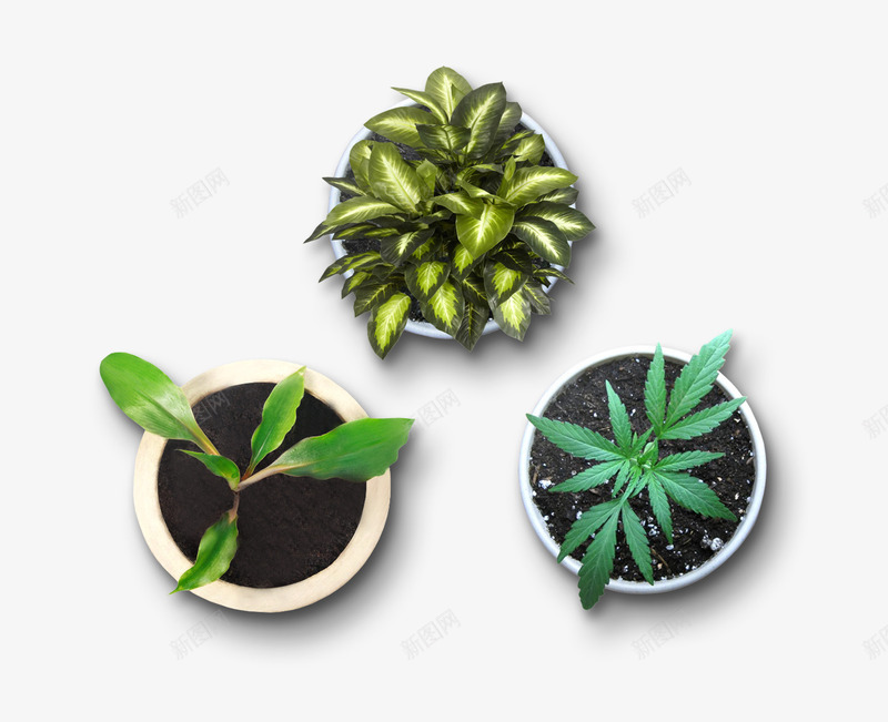 俯视元素植物盆栽png免抠素材_88icon https://88icon.com 俯视 元素 植物 盆栽