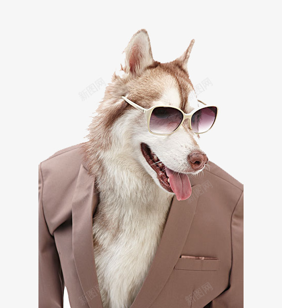 穿西装的小狗png免抠素材_88icon https://88icon.com 动物 可爱的 墨镜 小狗 装扮 西装 酷酷的