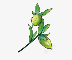 矢量植物摩洛哥卡通手绘摩洛哥坚果高清图片
