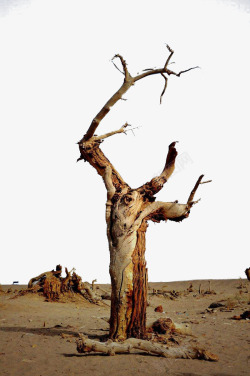 胡杨沙漠中干枯的树素材