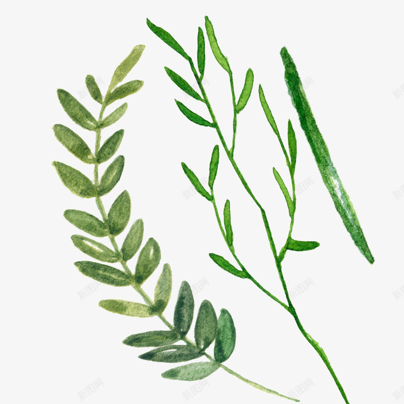 绿植手绘水彩植物叶子图案psd免抠素材_88icon https://88icon.com 叶子 彩绘 插画 晕染 树叶 植物 水彩 淡雅 清新 绿植 艺术 花草