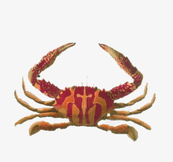 红色海蟹手绘素材