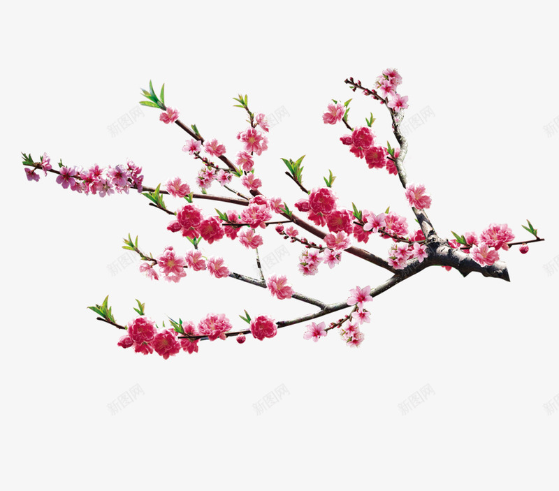 红色桃花枝干png免抠素材_88icon https://88icon.com 三月 枝干 树木 桃花 粉色的 红色的 美丽的