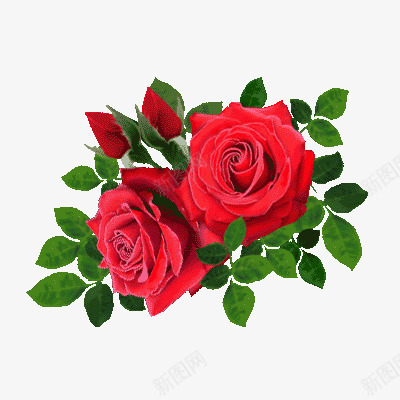 红色玫瑰背景png免抠素材_88icon https://88icon.com png素材 免扣背景 红色玫瑰