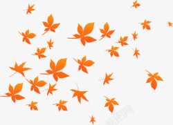 橙色飞舞绚丽的枫叶素材