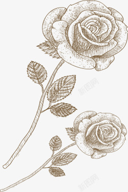 植物速写手绘玫瑰花高清图片