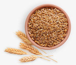 高清麦穗图片小麦实物高清图片