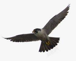 勐禽素材飞翔的幼年苍鹰高清图片