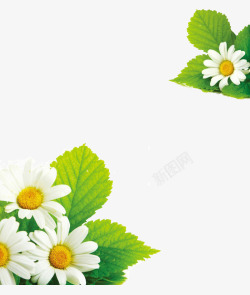 鲜活的生命力绿叶小菊花高清图片