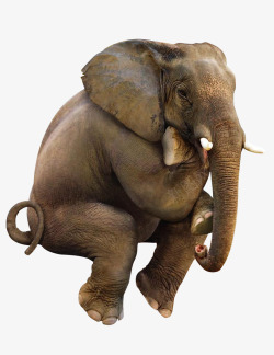 创意大象创意可爱的大象再吃手手高清图片