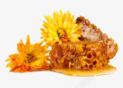 菊花蜂蜜花蜜素材