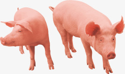 策划宣传农家畜牧业供养棕红色土猪宣传策高清图片
