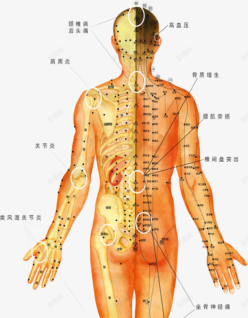 人体穴位图png免抠素材_88icon https://88icon.com 人体构造 穴位图 背部护理 针灸 针灸疗法