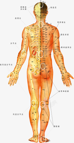 背部护理人体穴位图高清图片