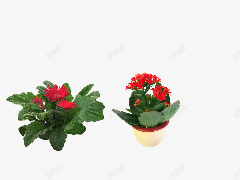 植物盆景psd免抠素材_88icon https://88icon.com 植物 花卉 花草