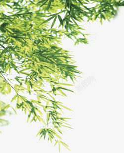绿色清新竹叶风景竹林素材