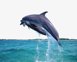 水面鱼跳跃溅起两条鲸鱼跃出大海高清图片