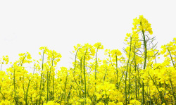 黄色草坪油菜花背景黄色菜花油菜花开高清图片