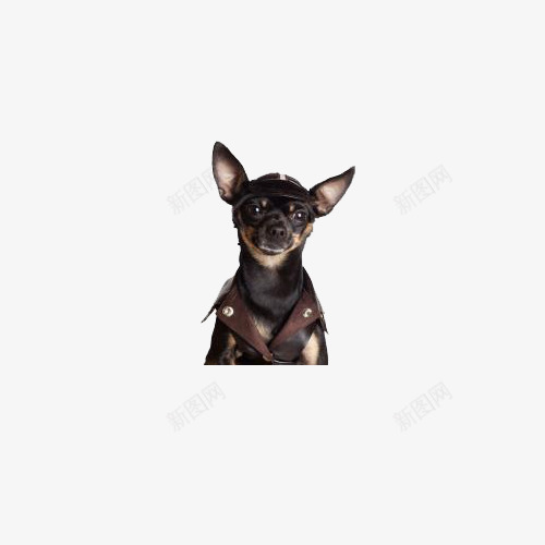 呆萌军犬png免抠素材_88icon https://88icon.com 动物 柯基 狗狗 生命