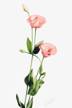 花朵花免抠素材粉色玫瑰花高清图片