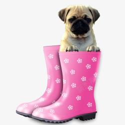 粉红色雨鞋里的小狗素材