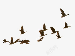 飞翔一群鸟群鸟效果元素高清图片
