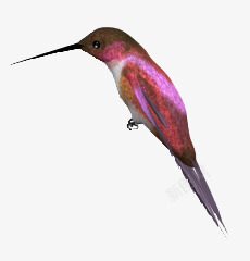 紫红色长嘴鸟鸟类动物素材