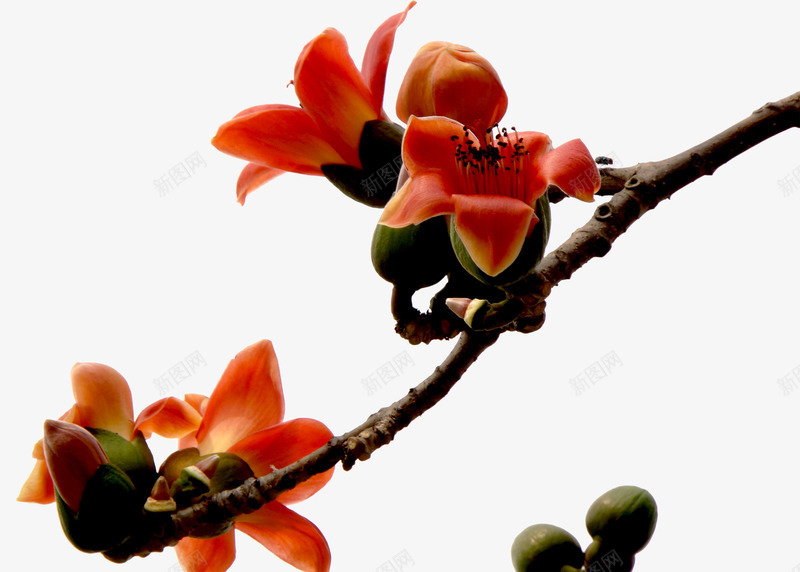 实物木棉花png免抠素材_88icon https://88icon.com 实物 富贵的 木棉花 木棉花手绘 木棉花树 漂亮的 红色的 装饰花朵