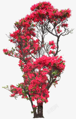 红花树枝植物唯美素材
