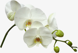 白色蝴蝶兰植物花白蝴蝶兰装饰高清图片