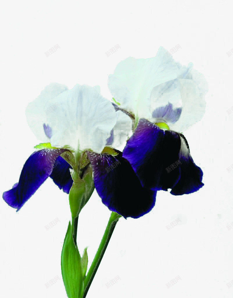 紫色和白色花瓣的鸢尾花png免抠素材_88icon https://88icon.com 实物 小清新 花朵 装饰