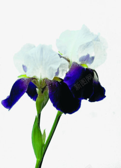 紫色和白色花瓣的鸢尾花素材