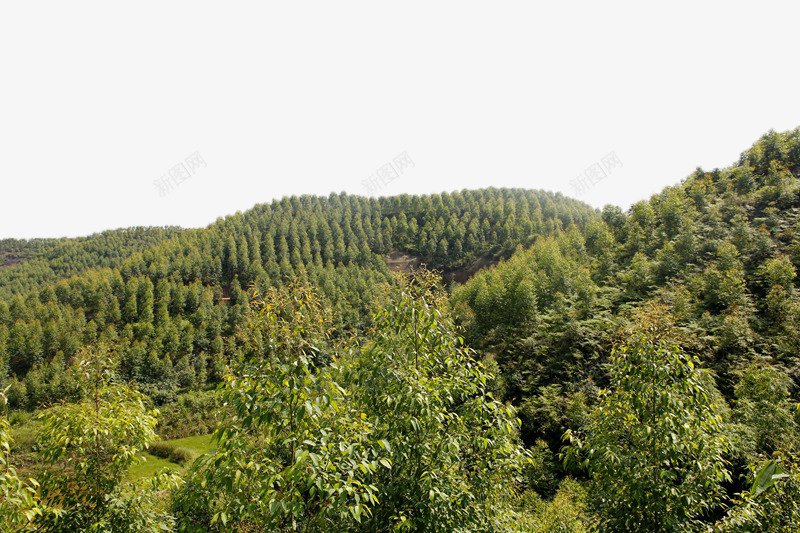 绿色阔叶林png免抠素材_88icon https://88icon.com 山峰 摄影 林业 林地 树木 树林 森林 植物 绿色 自然 阔叶林