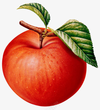 苹果手绘手绘苹果新鲜水果图标图标